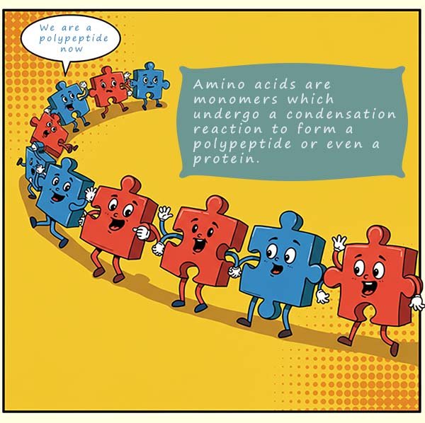 Image to show that polypeptides and proteins are polymers formed from amino acid momers- cartoon style image